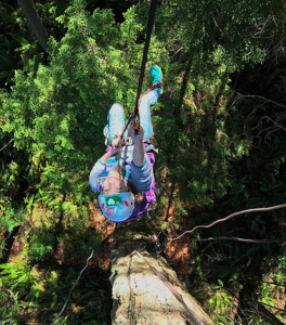 looking down on tree climber